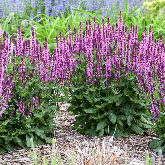 Pink Profusion Sage 1 Gallon / 1 Plant