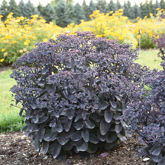 Back in Black Stonecrop 1 Gallon / 1 Plant