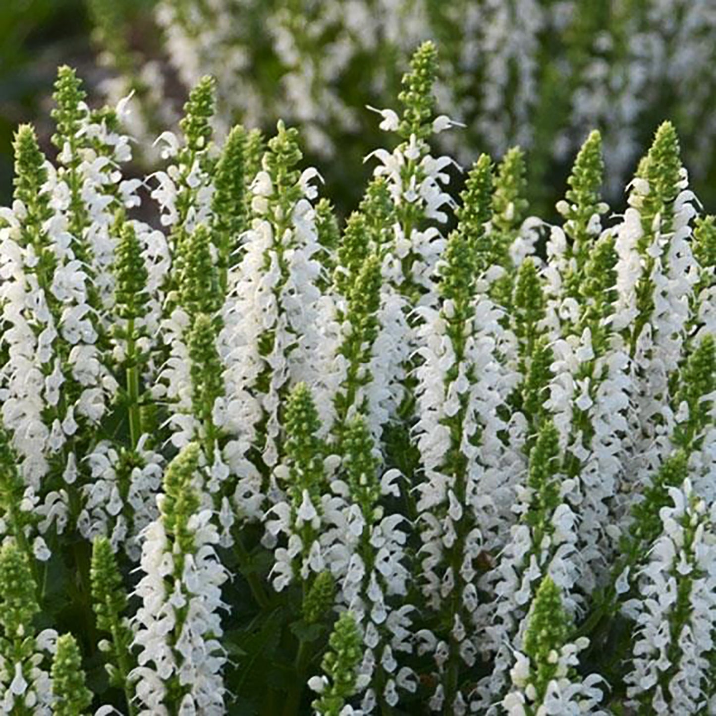 Bumblesnow Meadow Sage