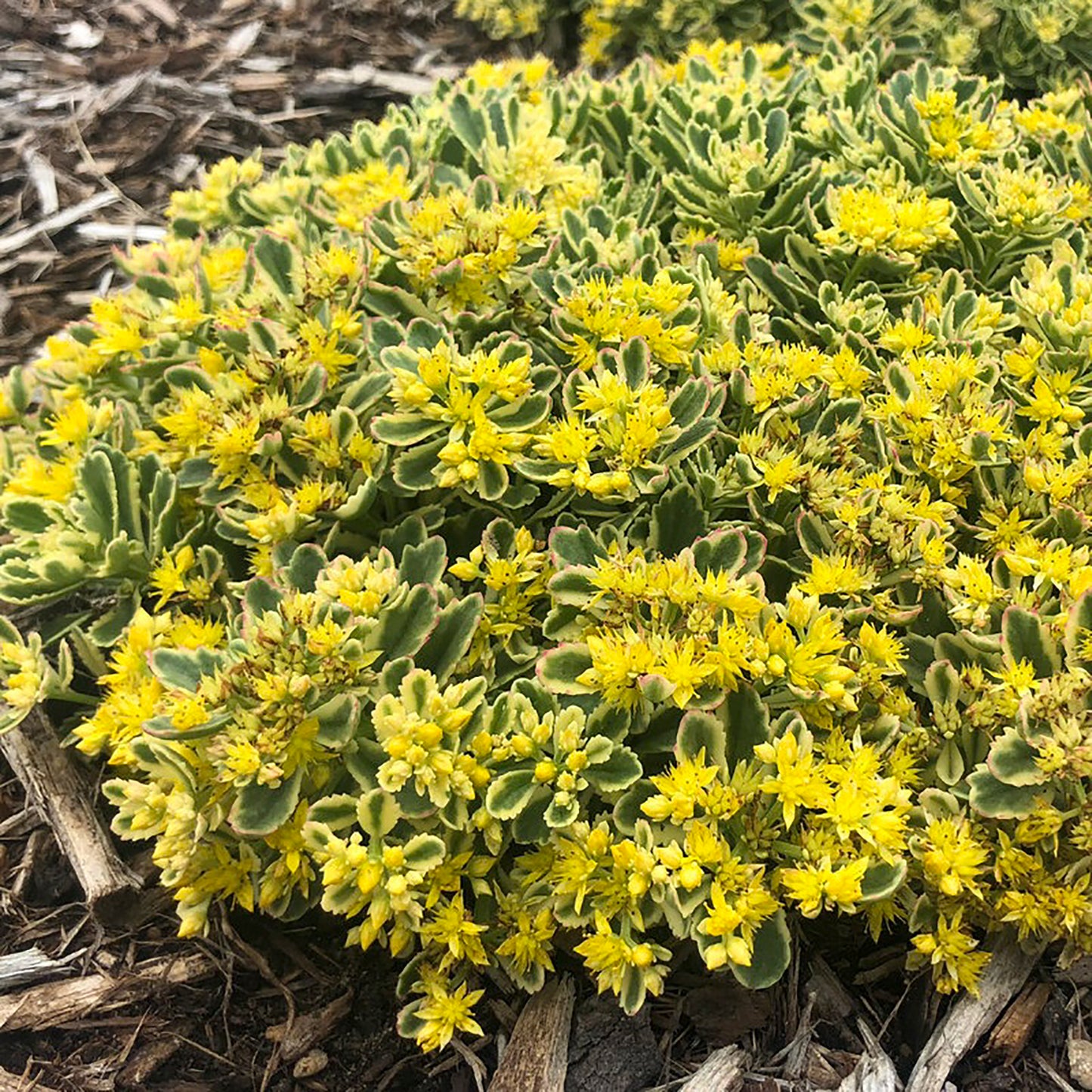 Boogie Woogie Stonecrop 1 Gallon / 1 Plant