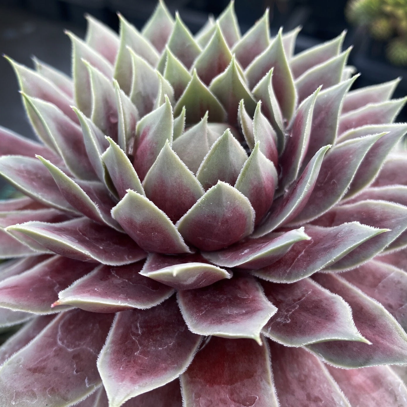 Glacier Blue Hen and Chicks