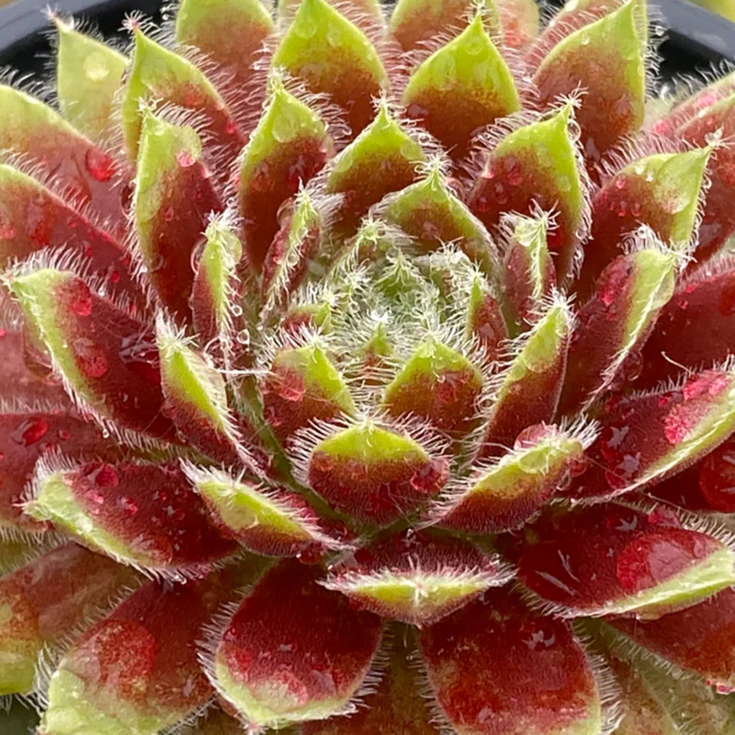 Gold Dust Hen and Chicks