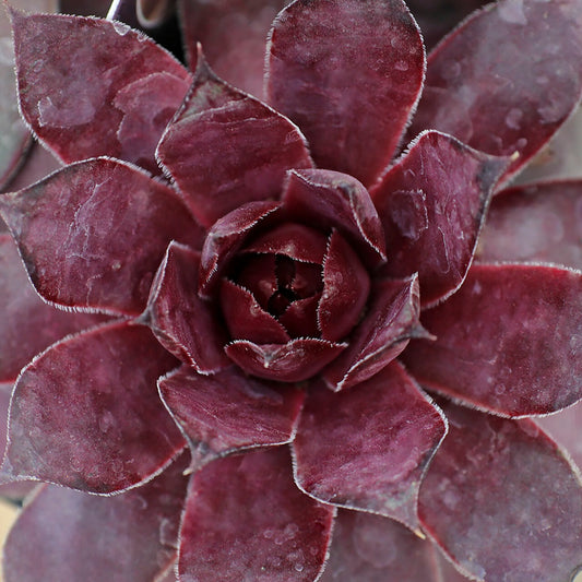 Grape Galaxy Hens and Chicks