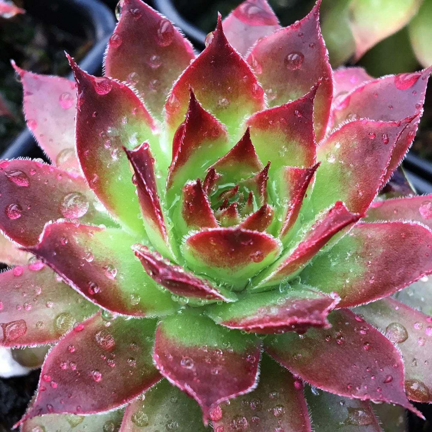 Strawberry Kiwi Hens and Chicks