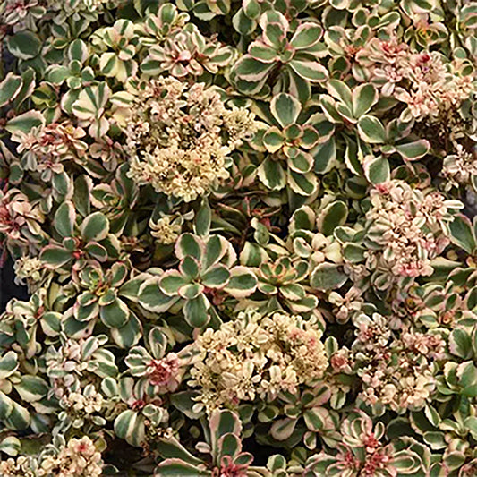 What a Doozie Two-row Stonecrop