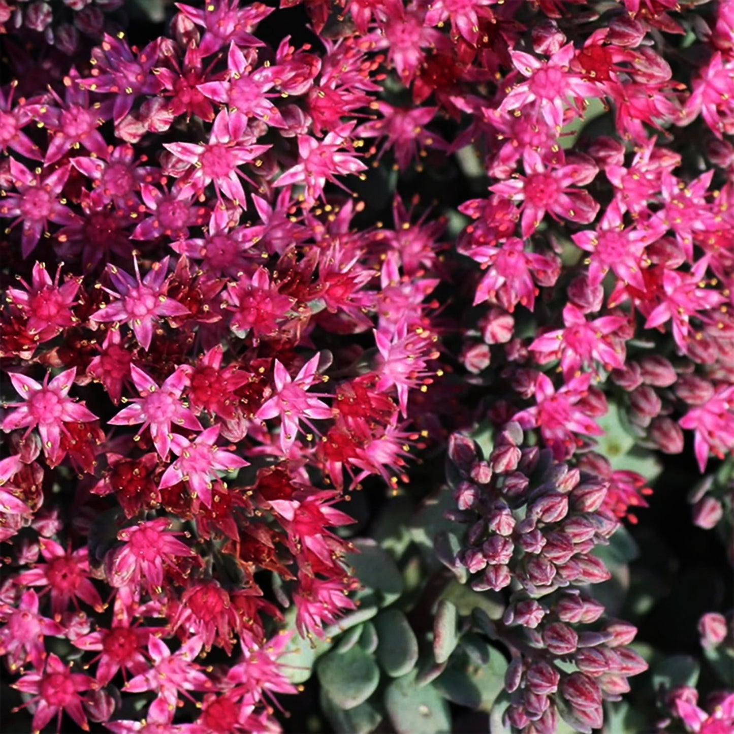 Lidakense Stonecrop