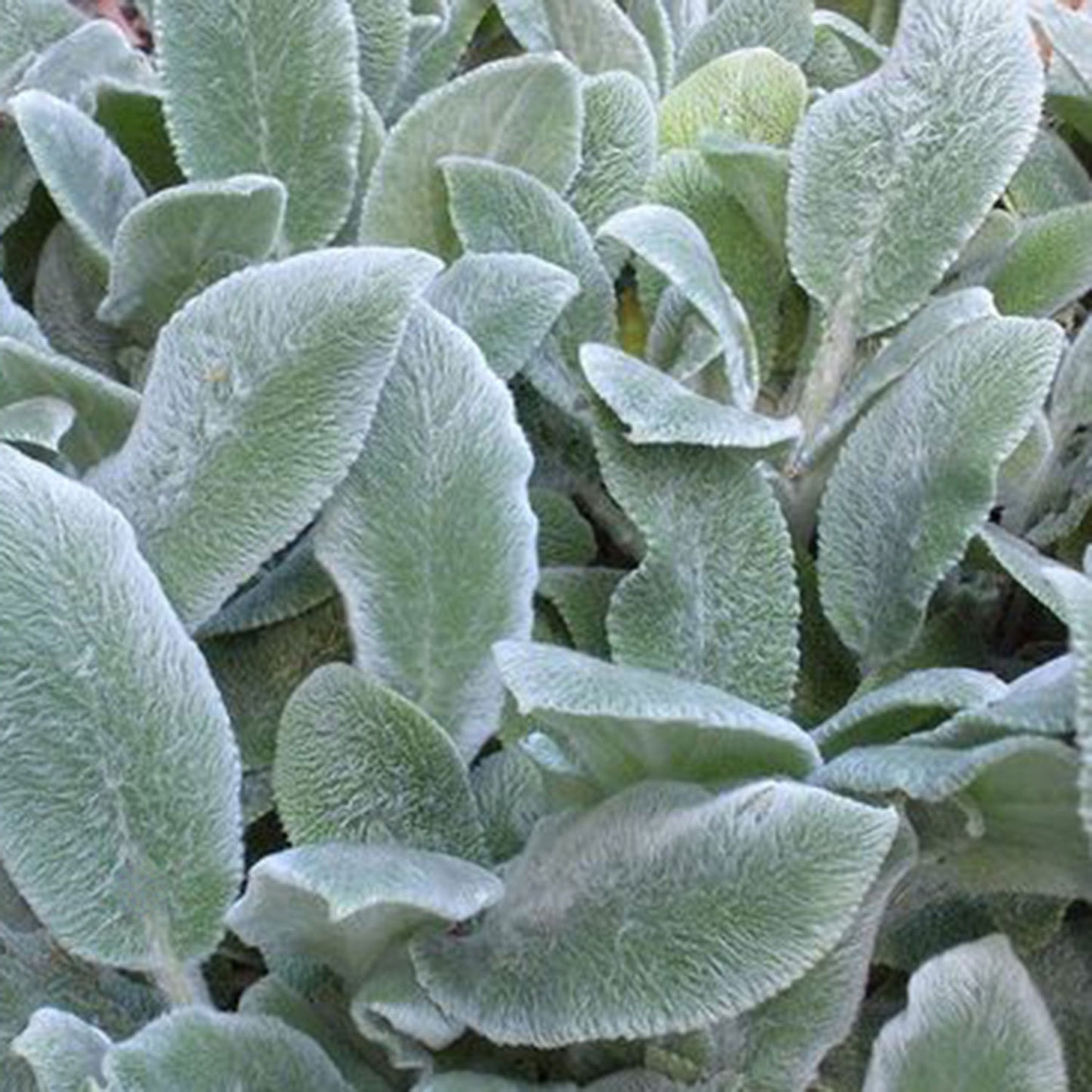 Silver Carpet Lamb's Ear 1 Gallon / 1 Plant