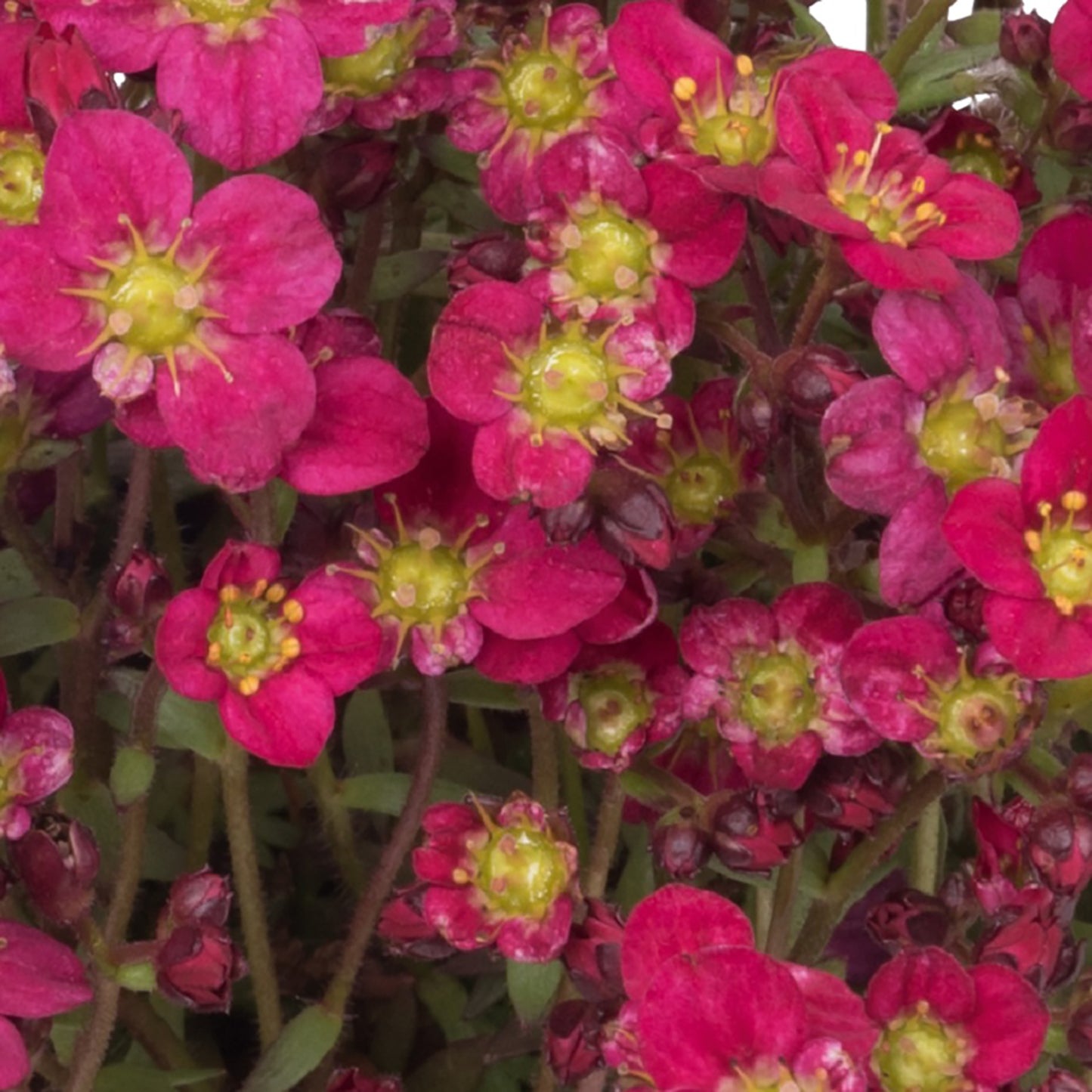 Scenic Red Saxifrage