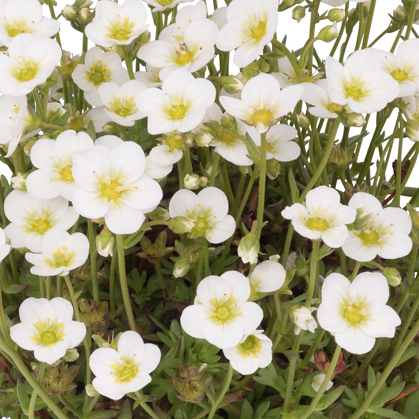 Scenic White Saxifrage