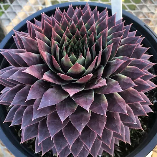 Ruby Hen and Chicks