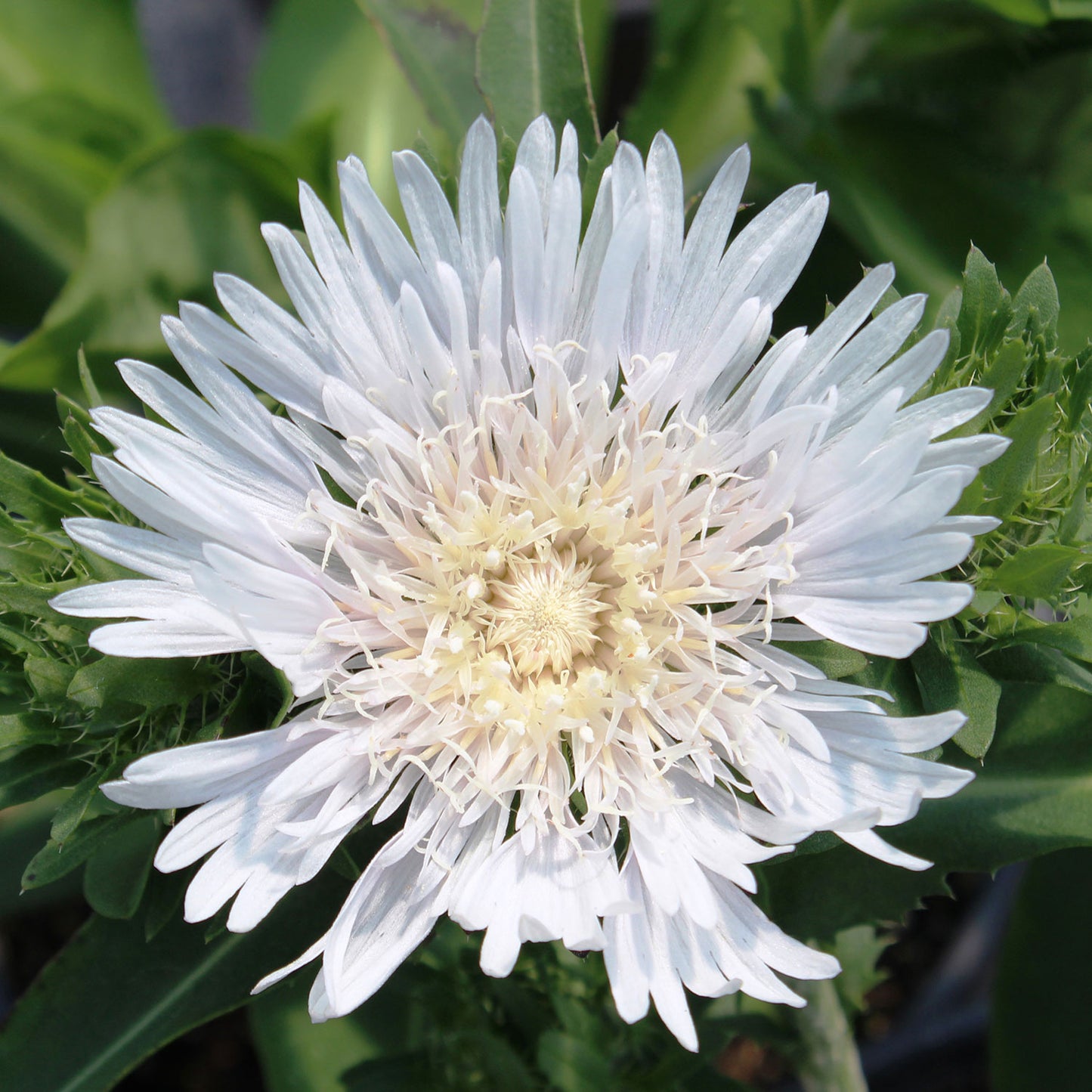 Divinity Stokes' Aster