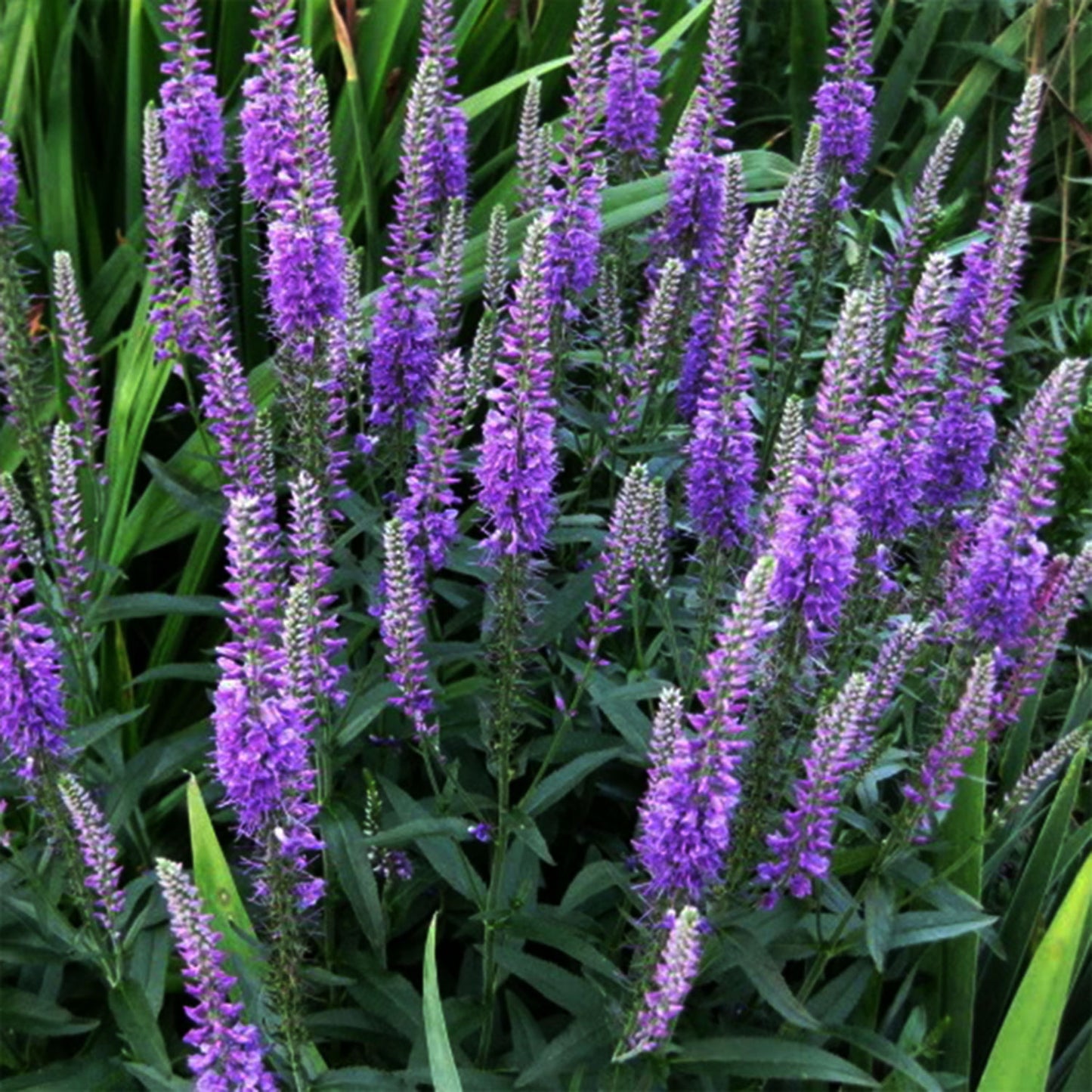 Purpleicious Speedwell 1 Gallon / 1 Plant