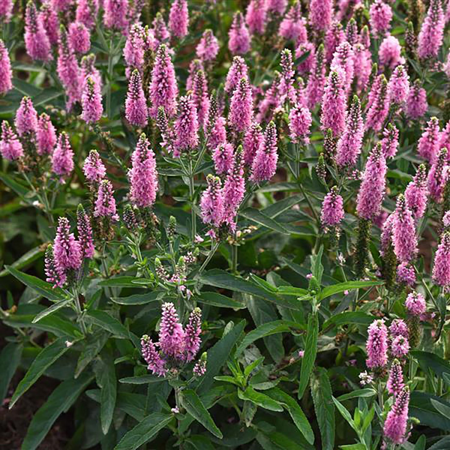 Skyward Pink Speedwell