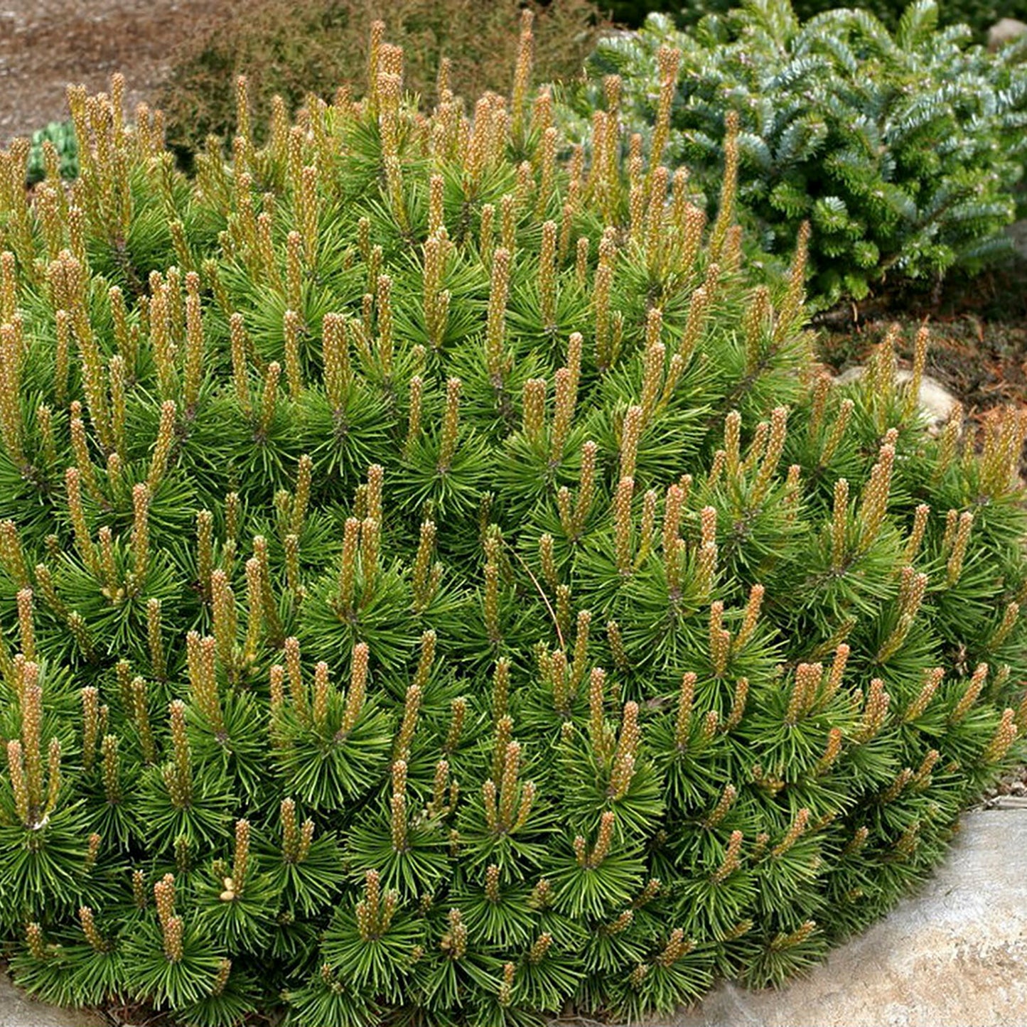 Dwarf Mugho Pine