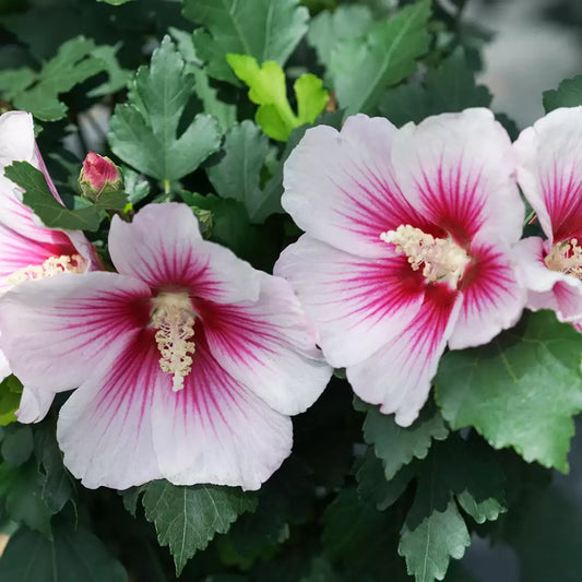 Paraplu Pink Ink Rose of Sharon