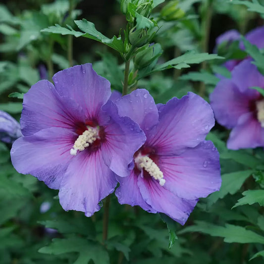 Paraplu Violet Rose of Sharon