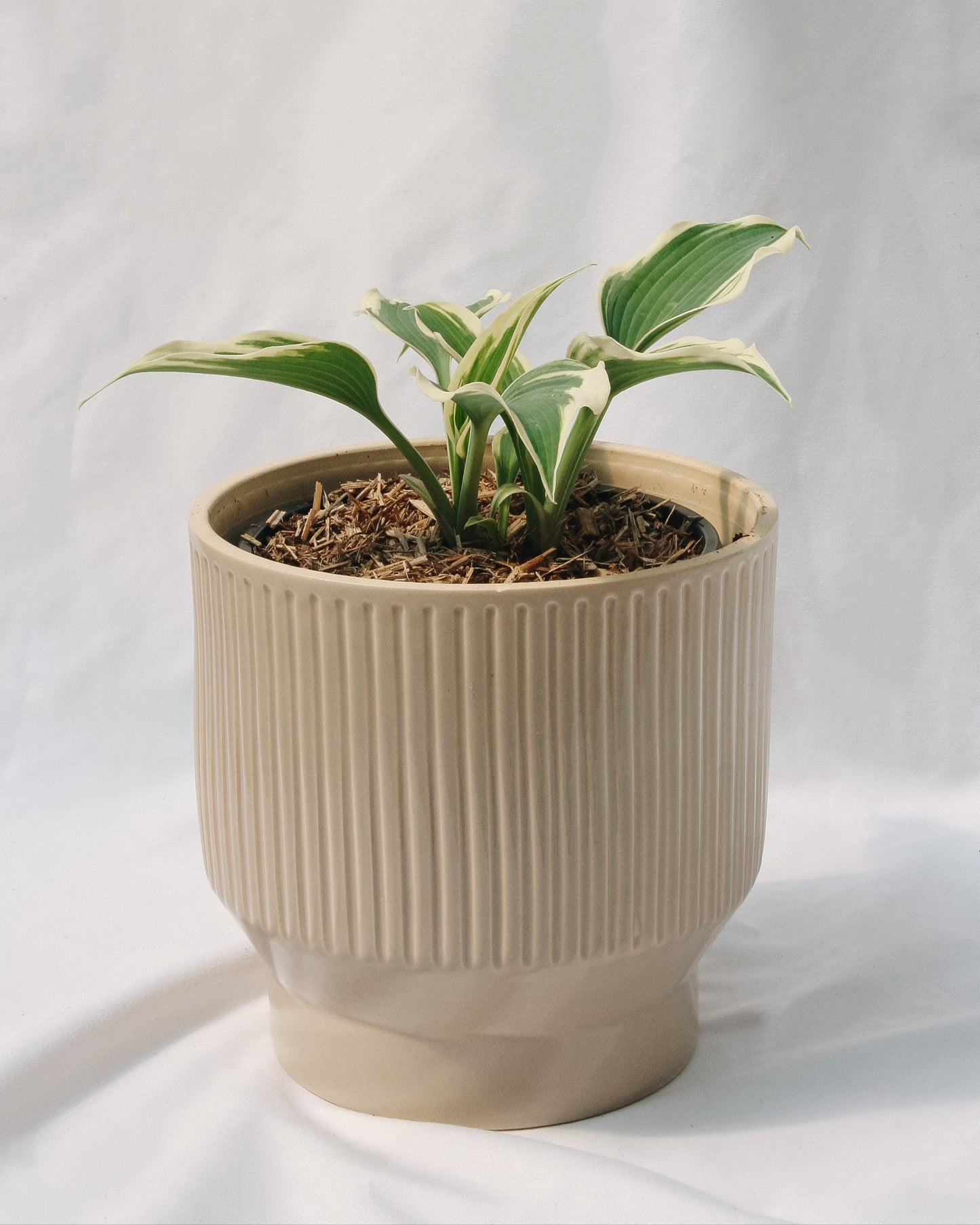 Patriot Hosta