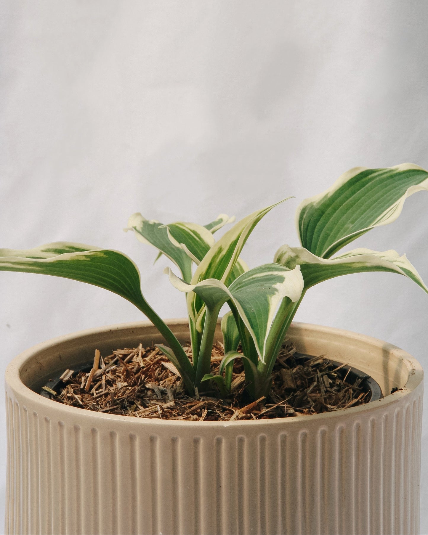 Patriot Hosta
