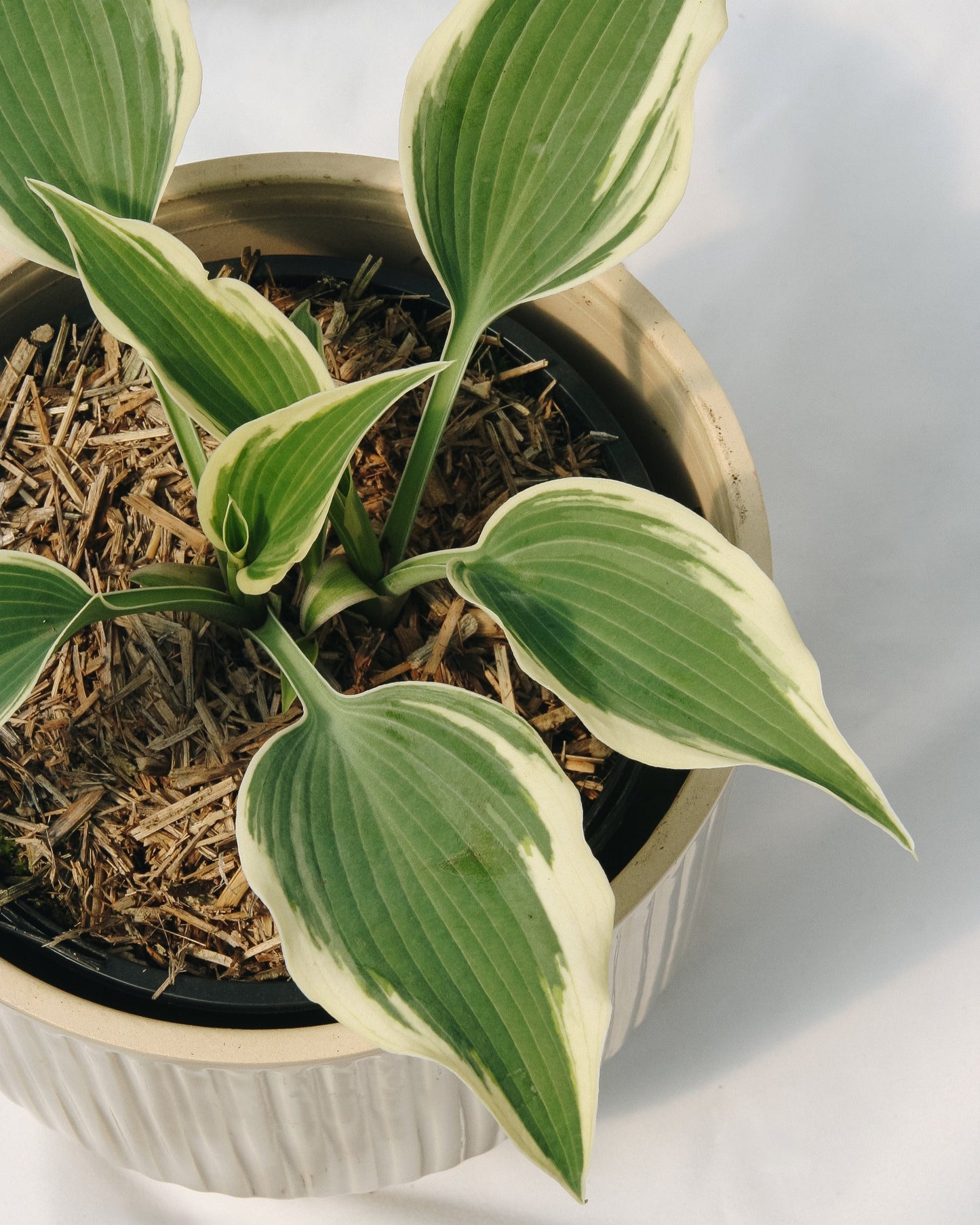 Patriot Hosta