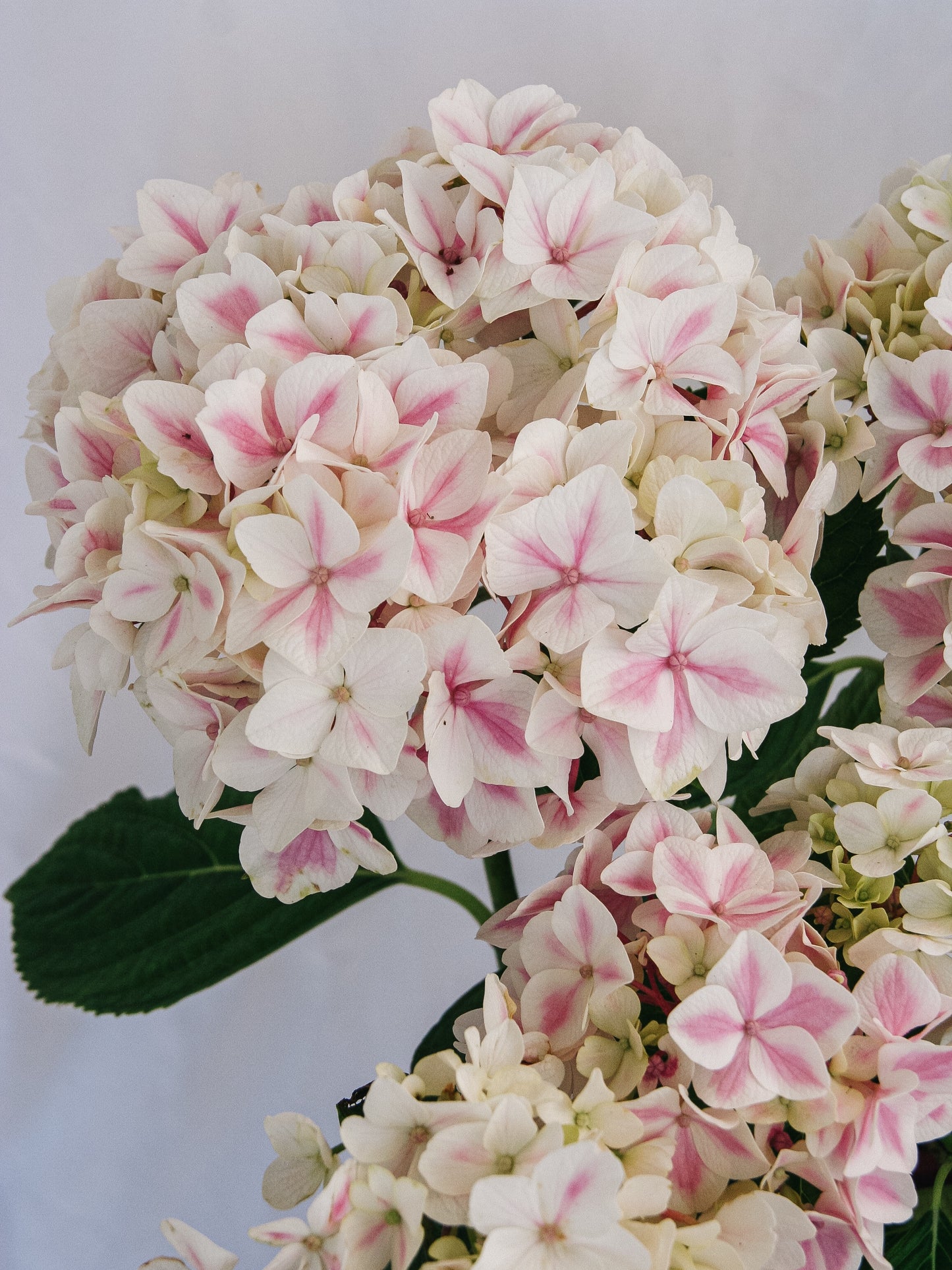 Peppermint Hydrangea