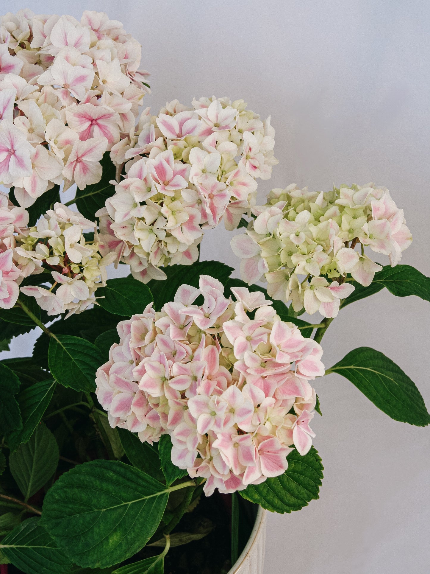 Peppermint Hydrangea