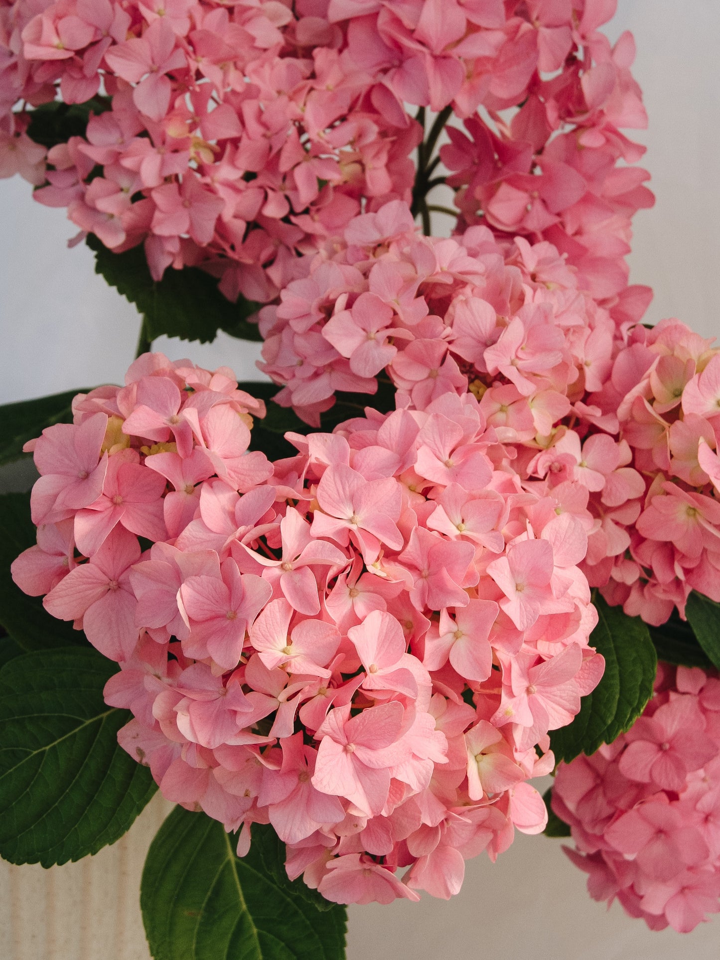 Peppermint Hydrangea