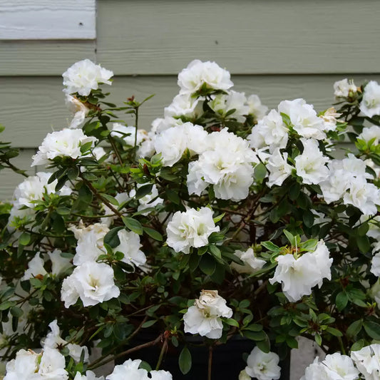 Perfecto Mundo Double White Reblooming Azalea