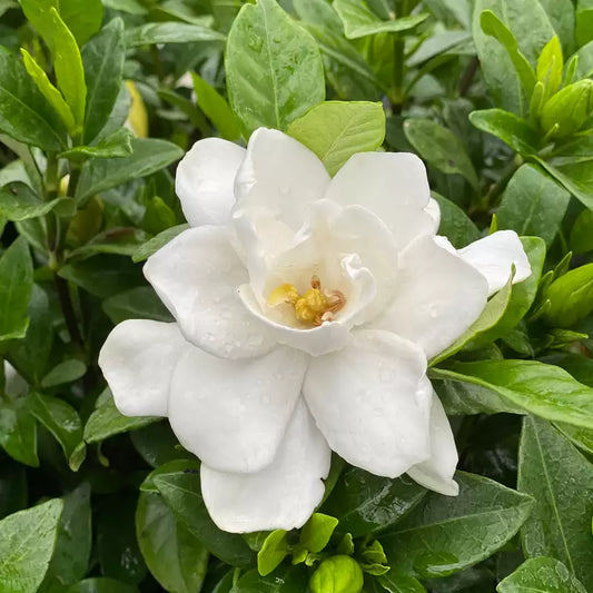 Pillow Talk Gardenia