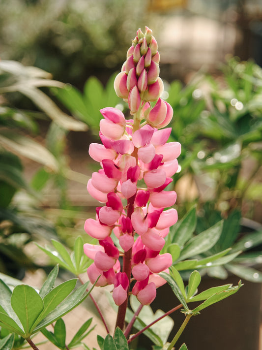 Pink Lupine