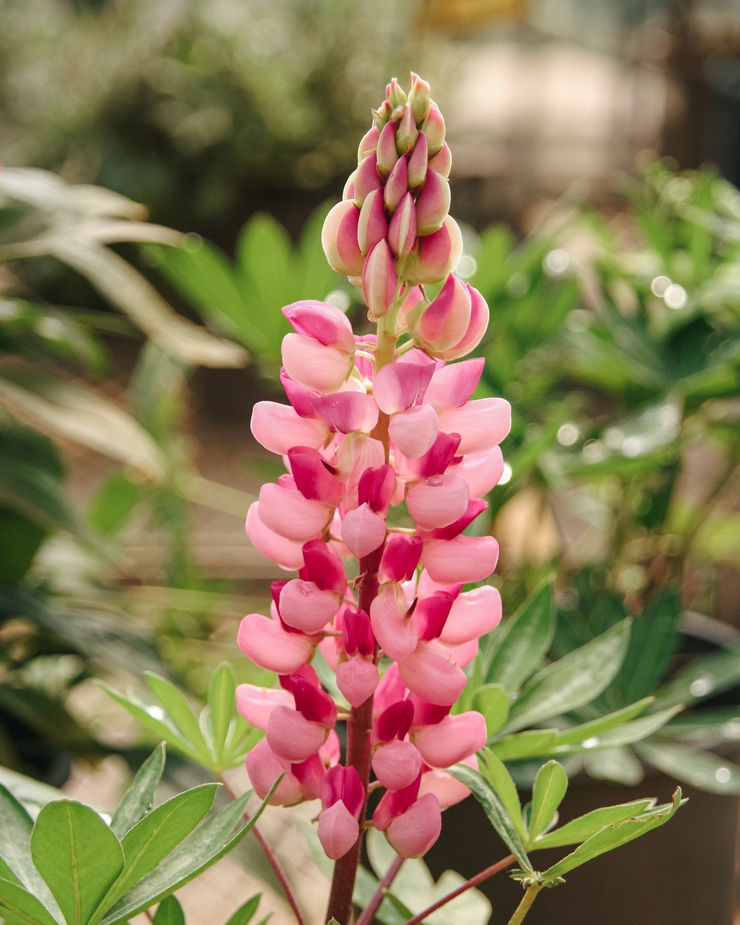 Gallery Pink Lupine