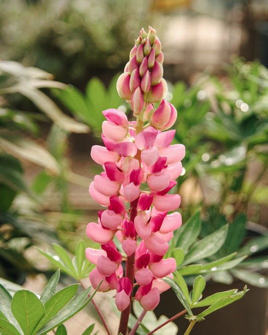Gallery Pink Lupine