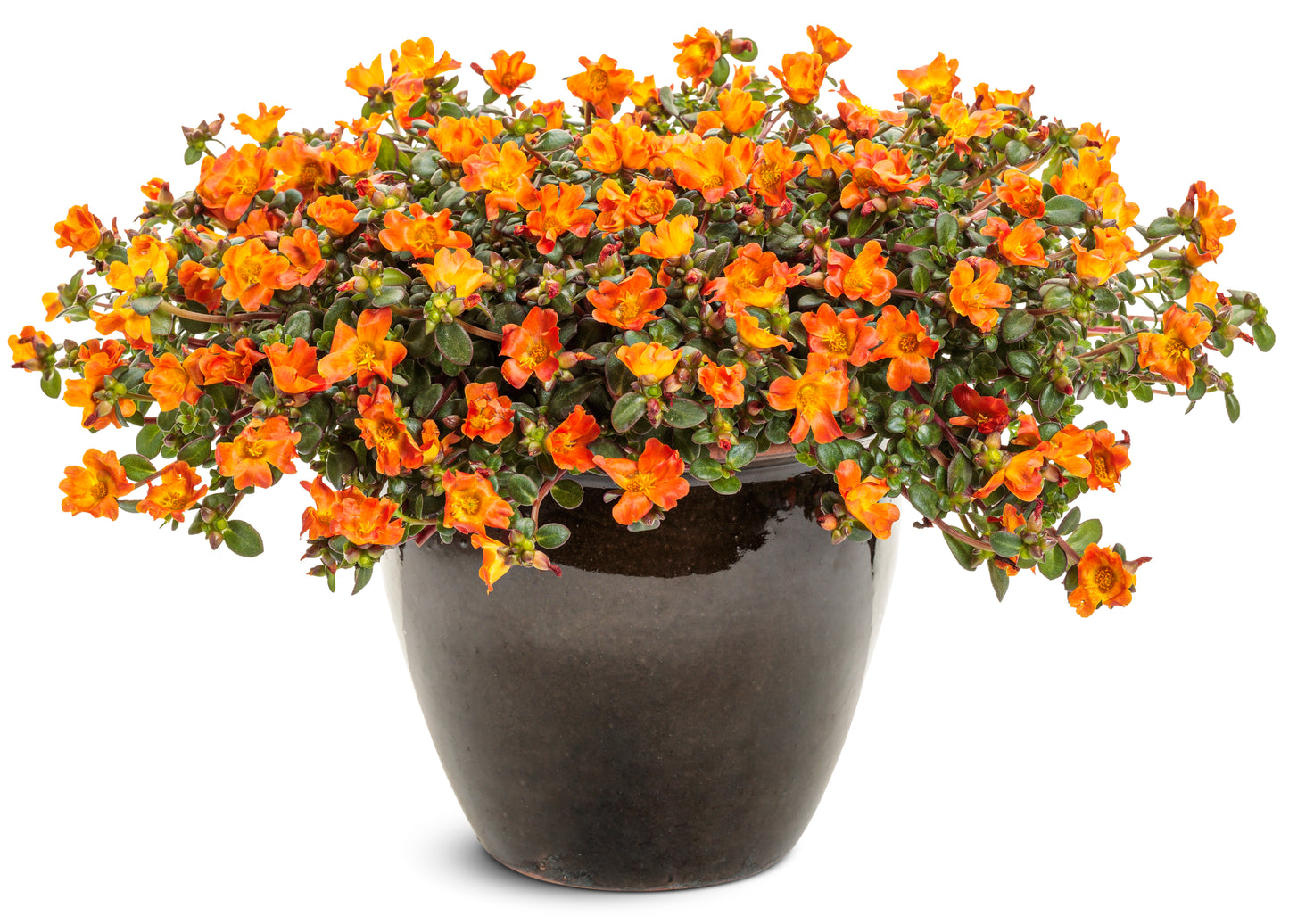 Mojave Tangerine Purslane