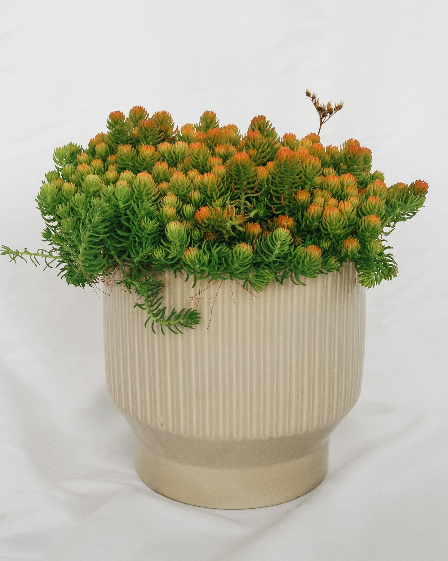Prima Angelina Stonecrop
