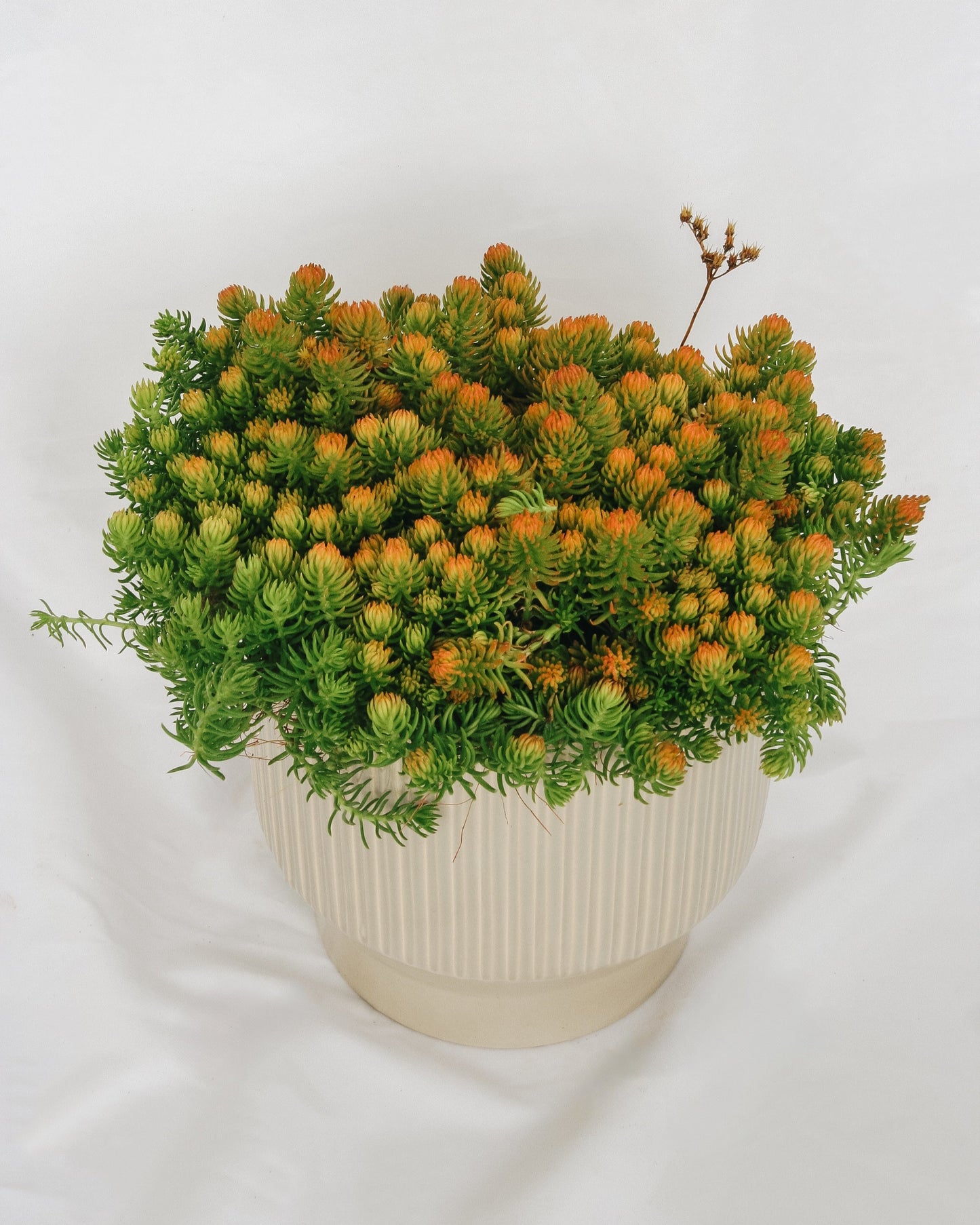 Prima Angelina Stonecrop