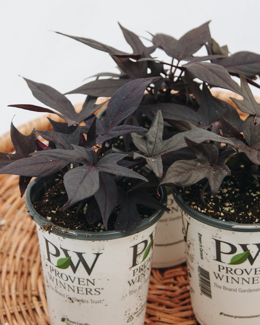 Ipomoea Sweet Caroline Raven