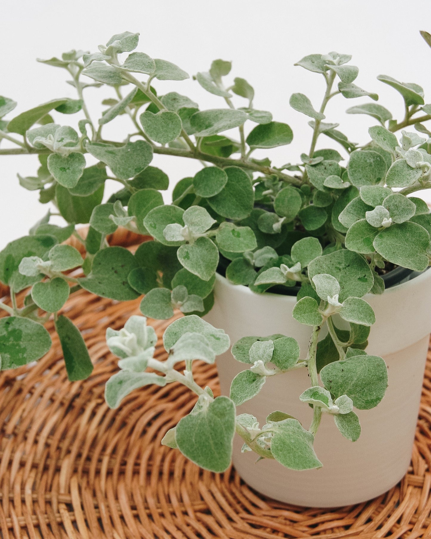 White Licorice