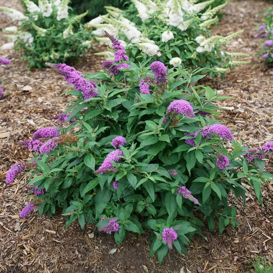 Pugster Periwinkle Butterfly Bush