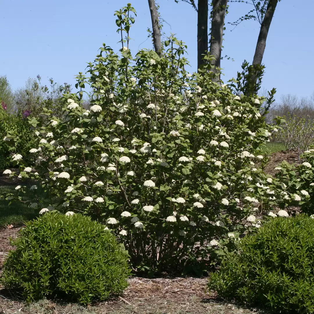 Red Balloon Viburnum