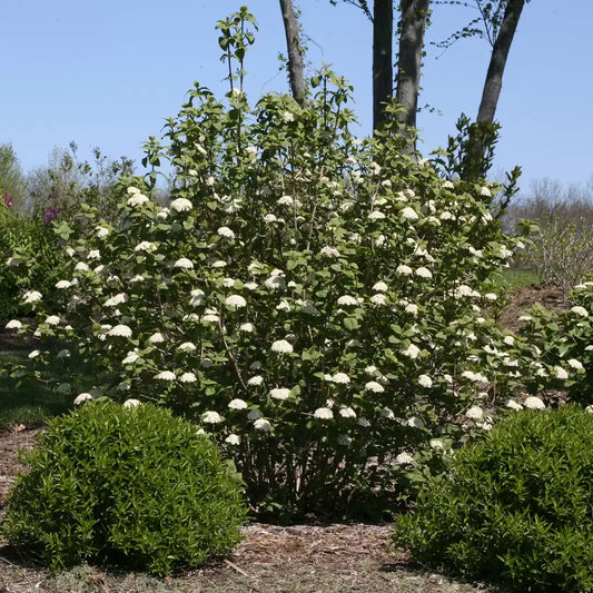 Red Balloon Viburnum