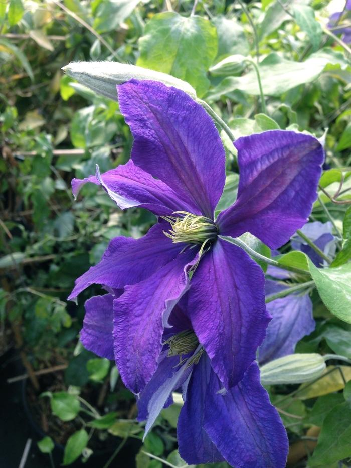 Rhapsody Clematis