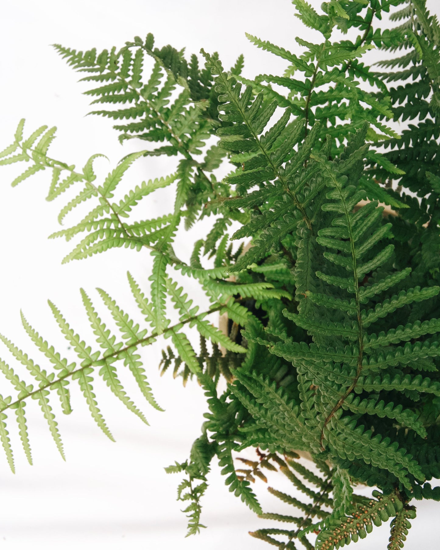 Robust Male Fern
