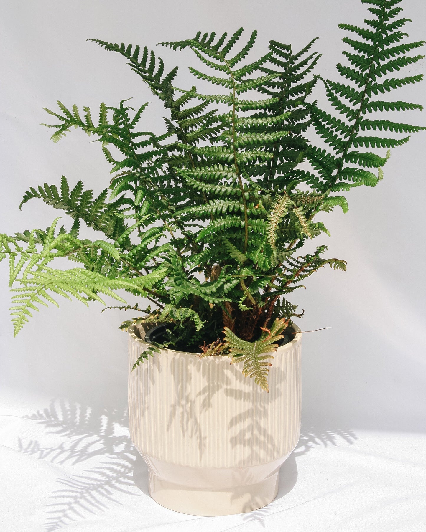Robust Male Fern