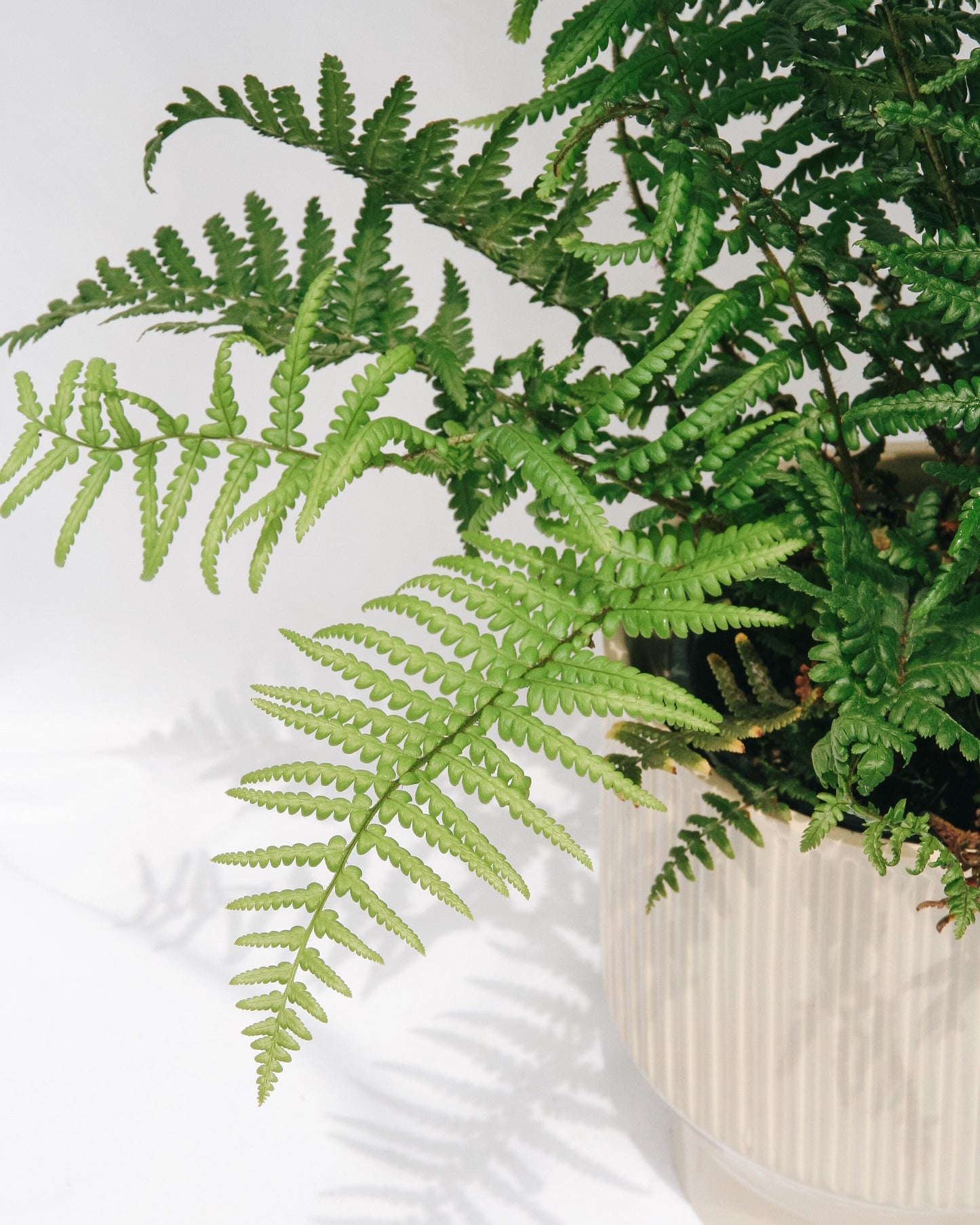 Robust Male Fern