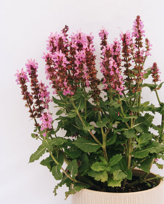 Rose Marvel Meadow Sage