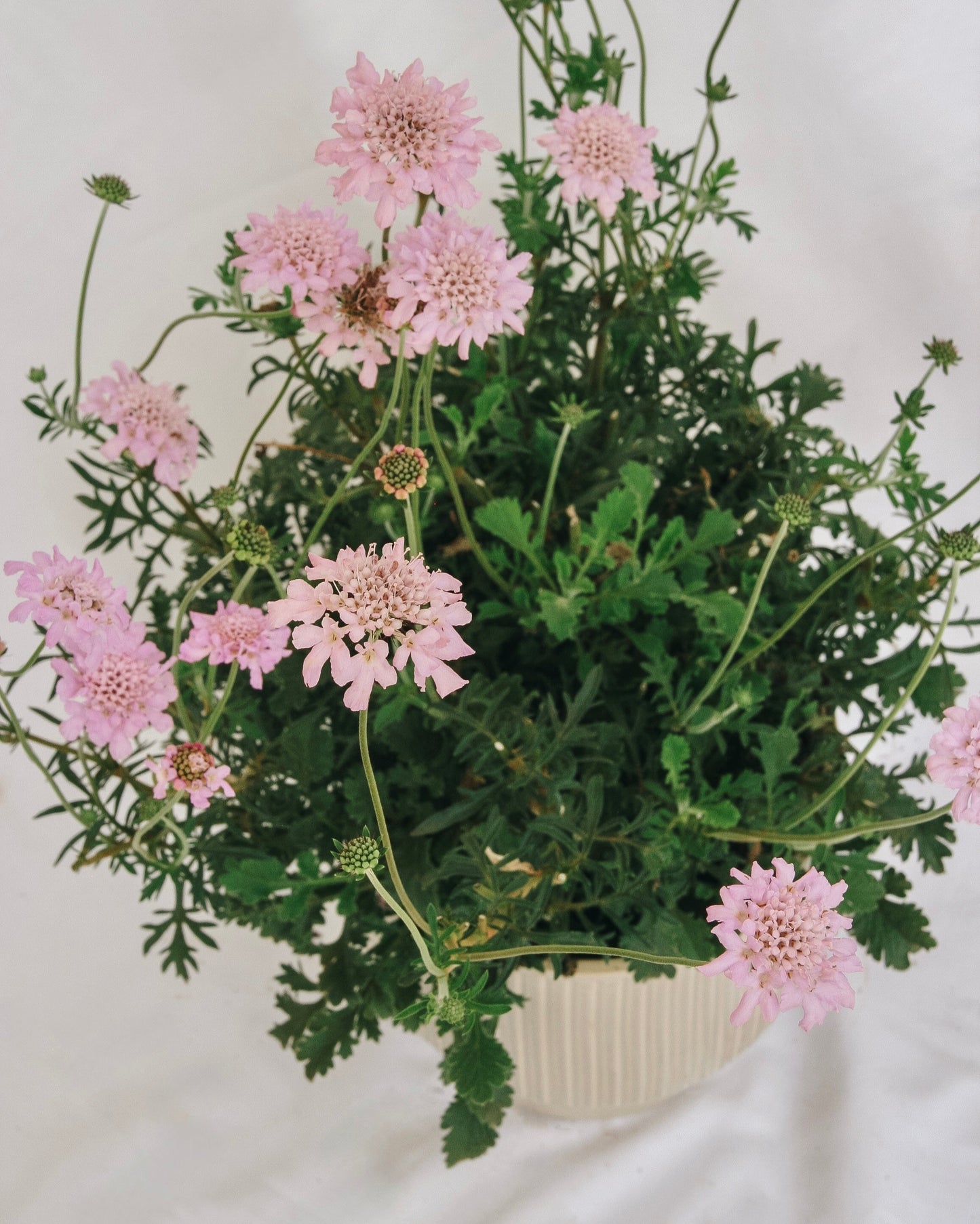 Rose Pink Pincushion Flower