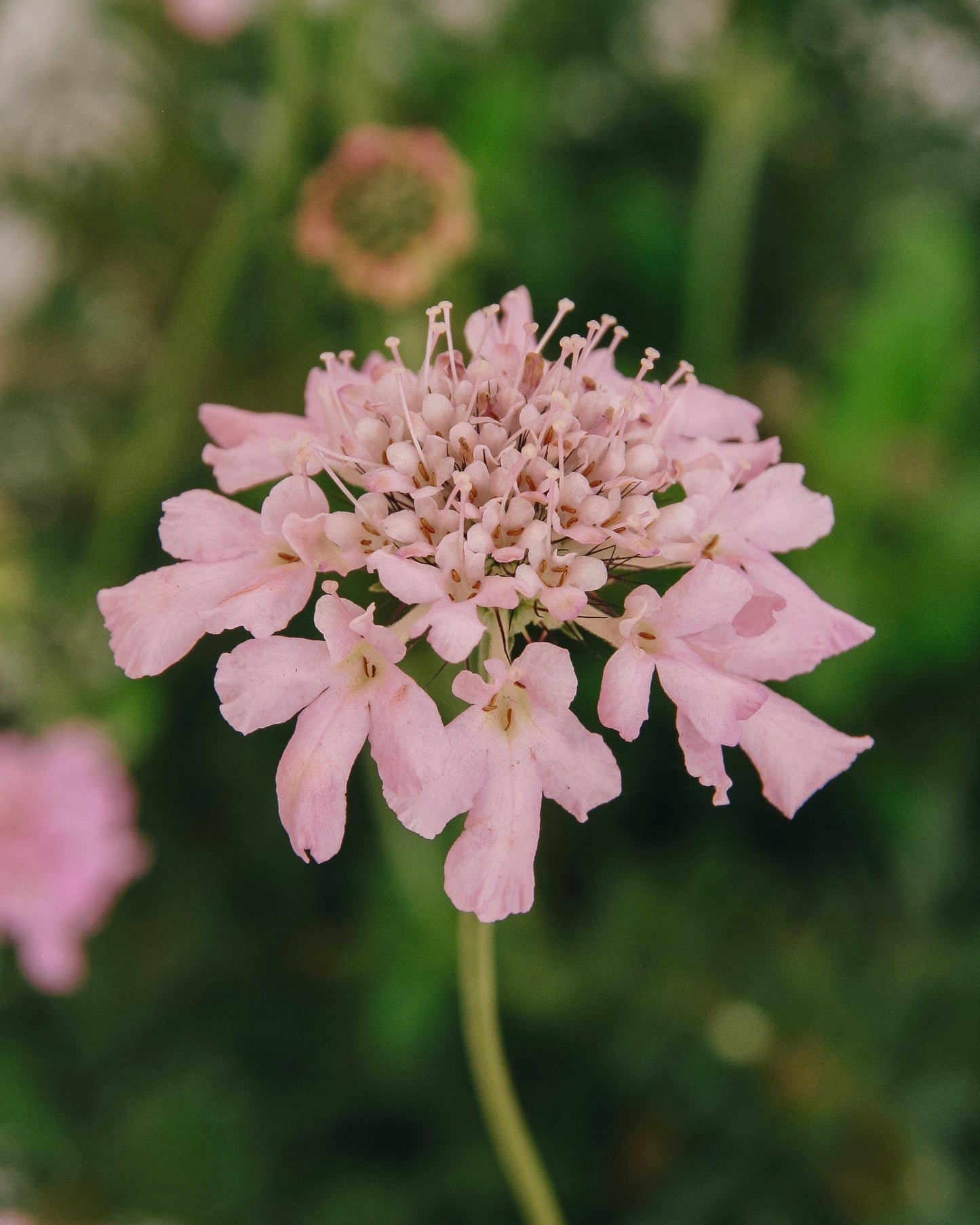 Rose Pink Pincushion Flower