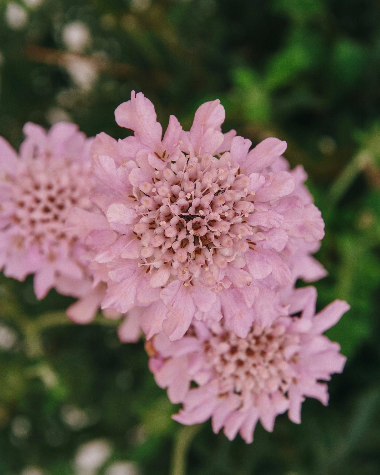 Rose Pink Pincushion Flower