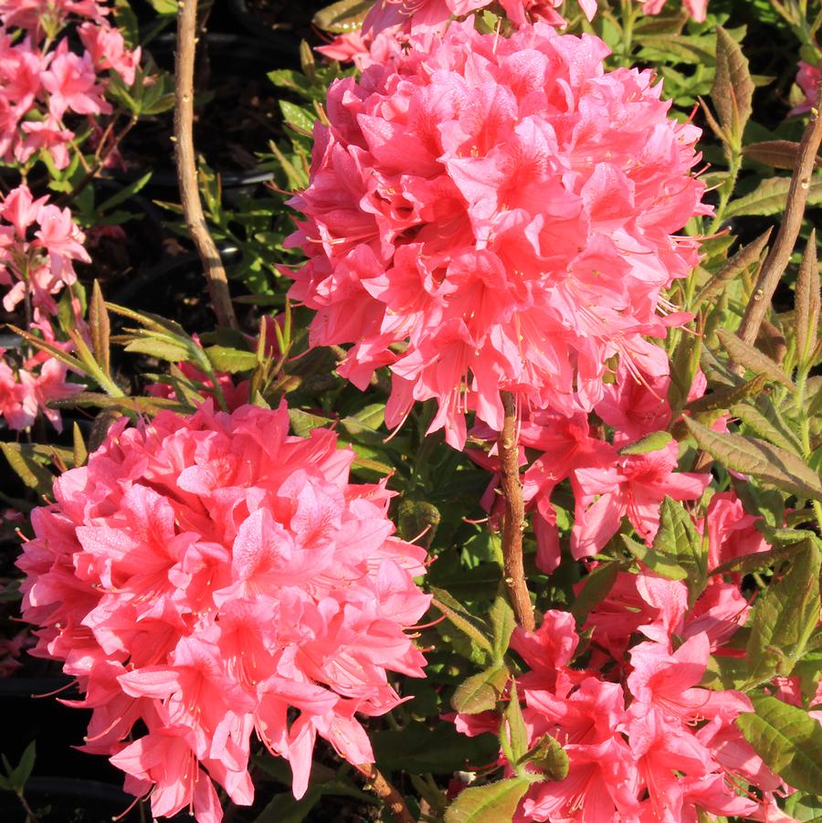 Rosy Lights Azalea
