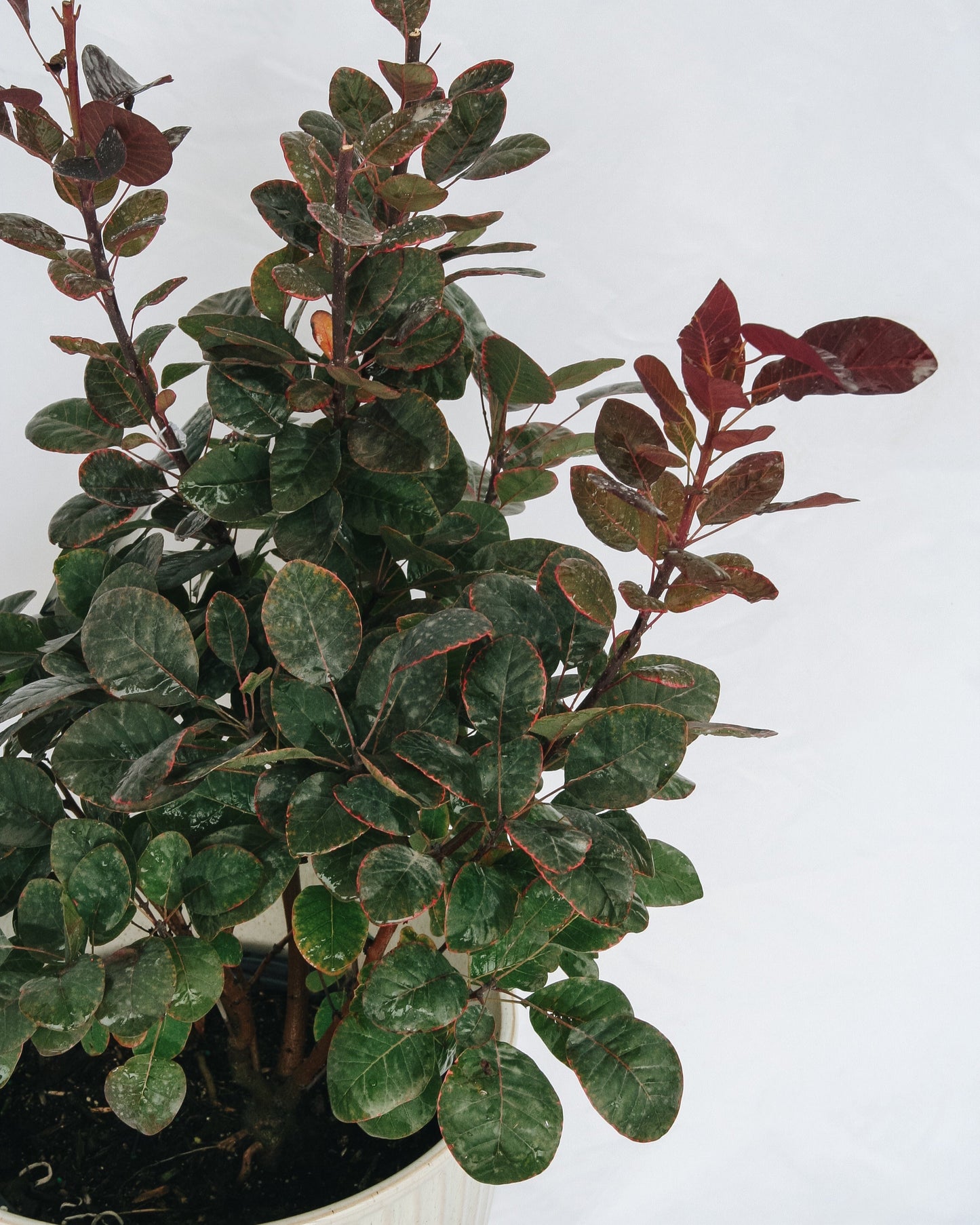 Royal Purple Smokebush