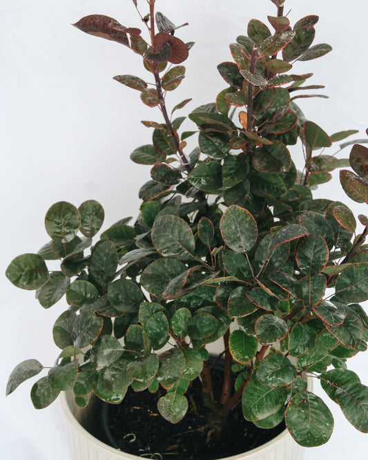Royal Purple Smokebush
